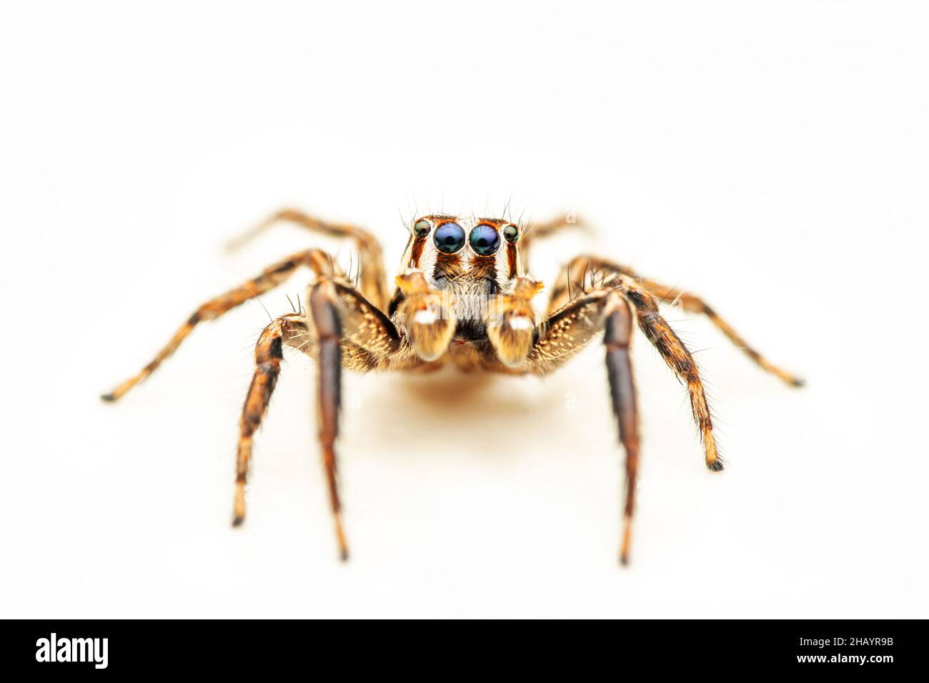 Portrait of Male Jumping spider, Plexippus paykulli,  Pune, Maharashtra, India Stock Photo