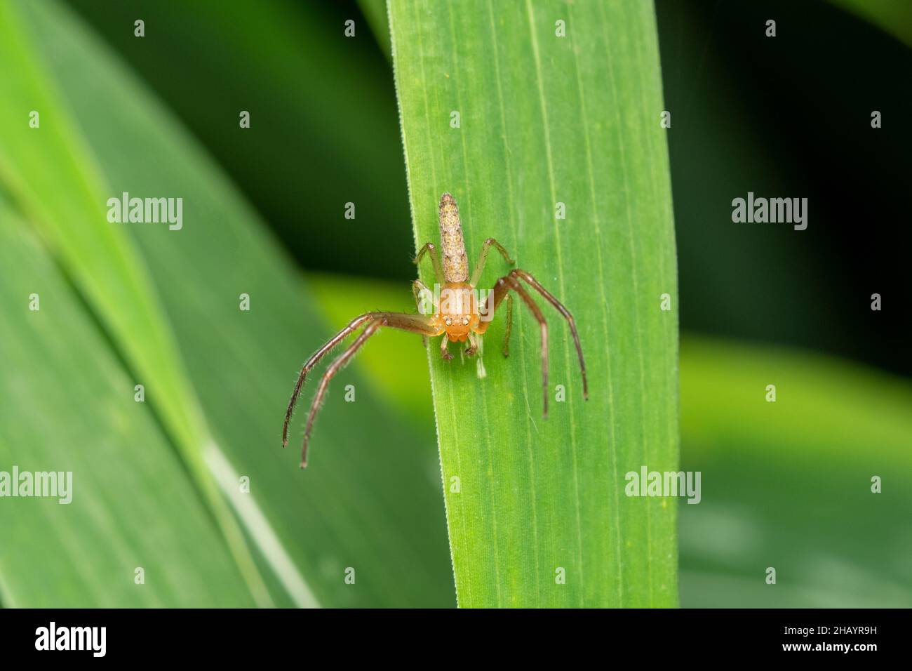 Rare crab spider, Monaeses paradoxus, Satara, Maharashtra, India Stock Photo