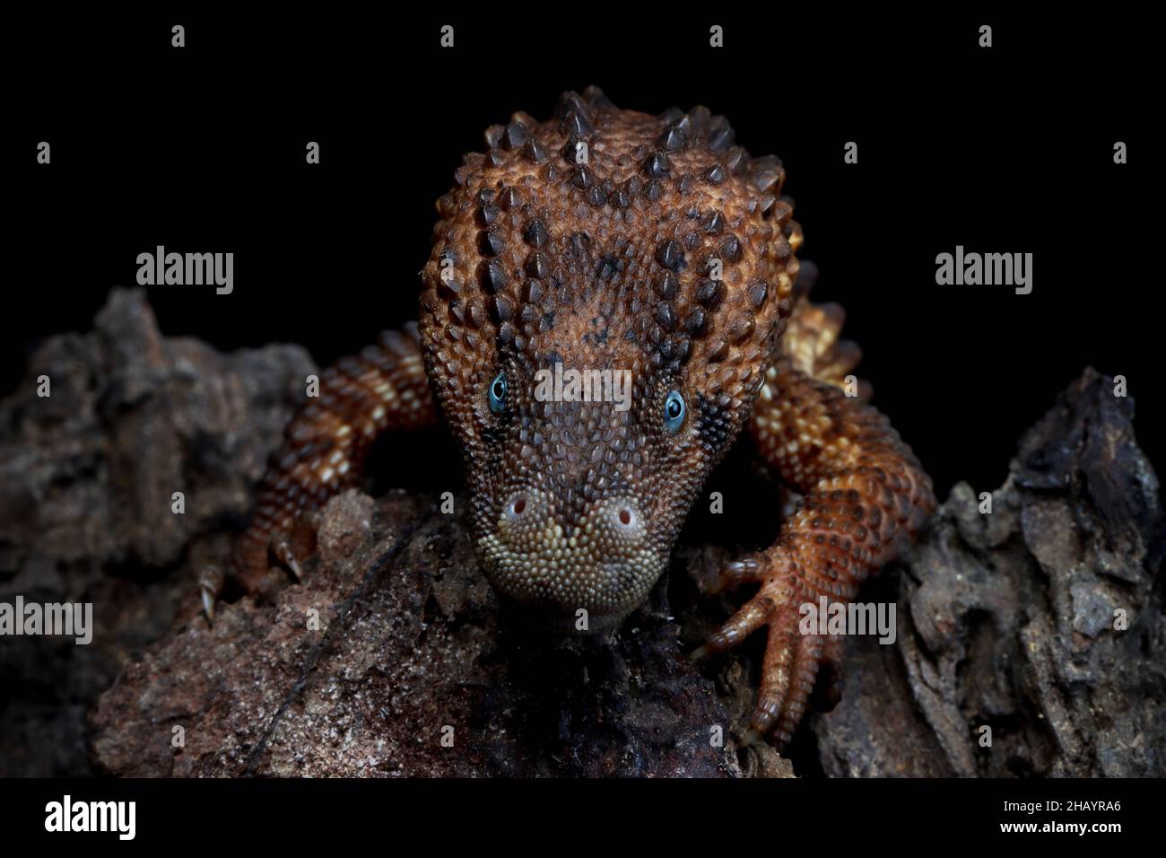 Close-up of an earless Monitor lizard, Indonesia Stock Photo
