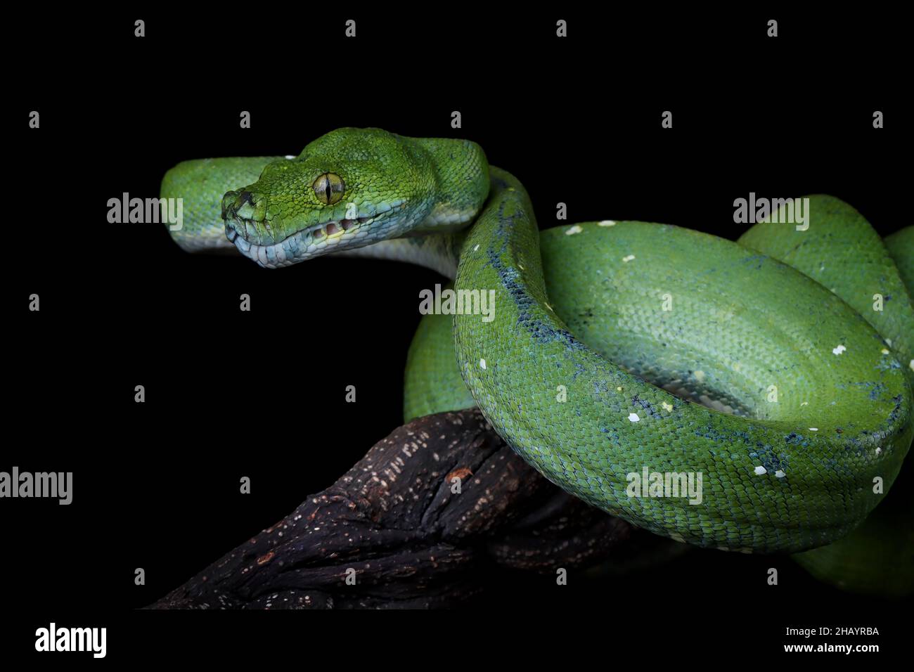 Close-Up of a Green tree python on a branch, Indonesia Stock Photo