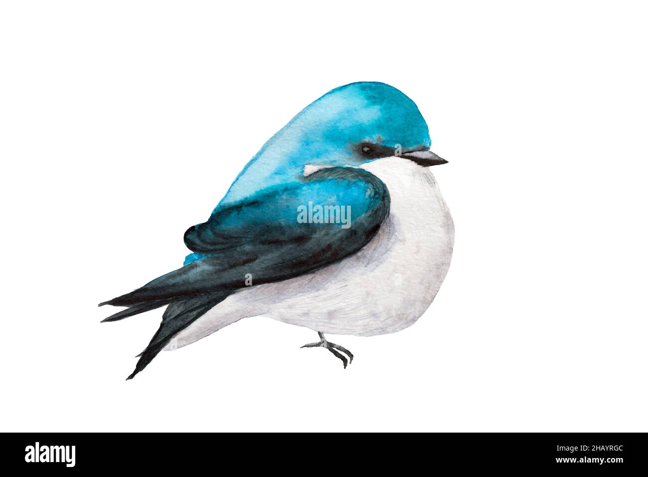 watercolor drawing of Mountain Bluebird blue bird isolated on white