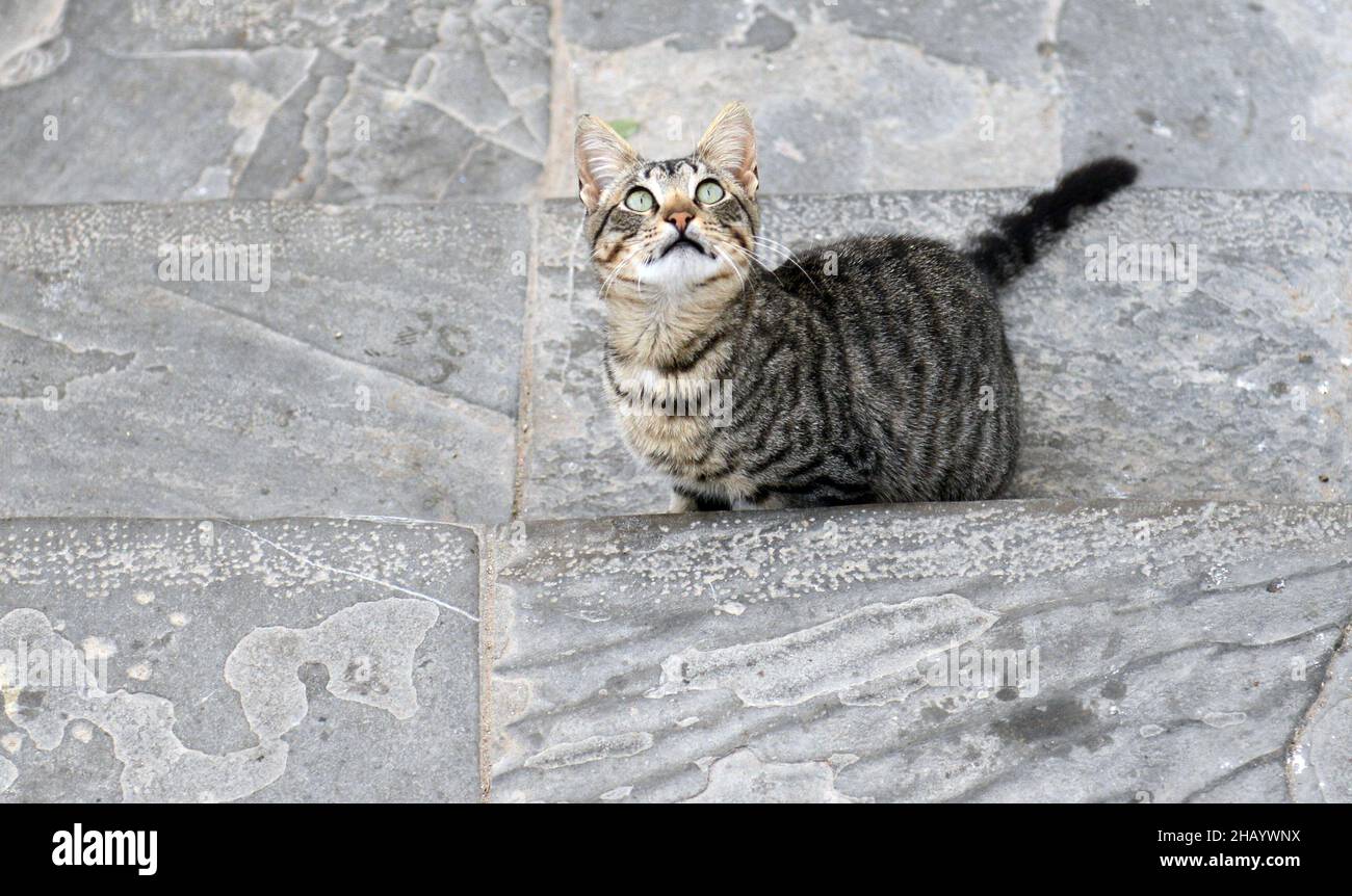 A cute curious cat in the old city of Chefchaouen, Morocco. Stock Photo