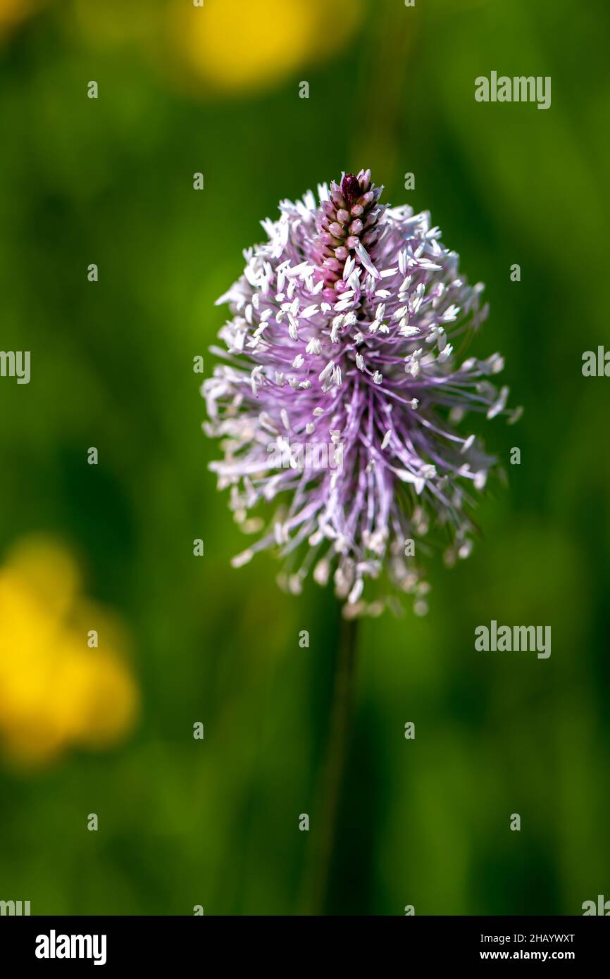 Plantago media flower in meadow Stock Photo