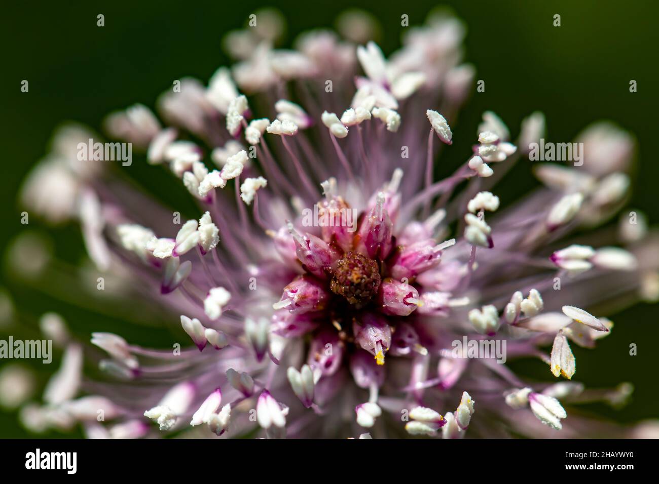 Plantago media flower growing in meadow Stock Photo