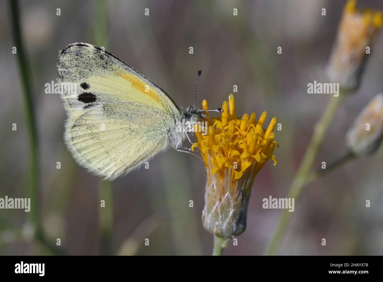 Shallow focus of Dainty sulphur on a yellow flower Stock Photo