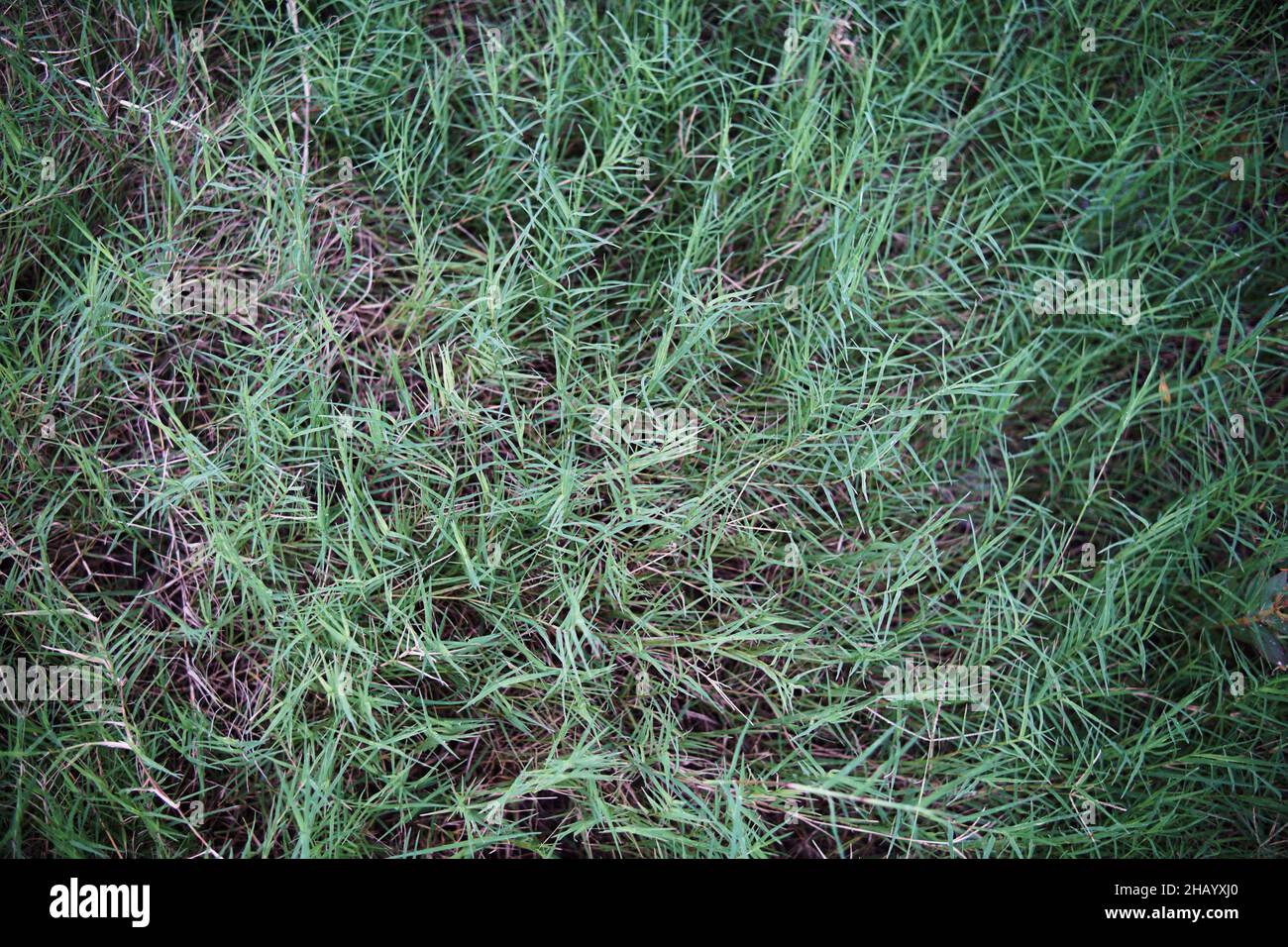 Green grass nature abstract background Stock Photo - Alamy