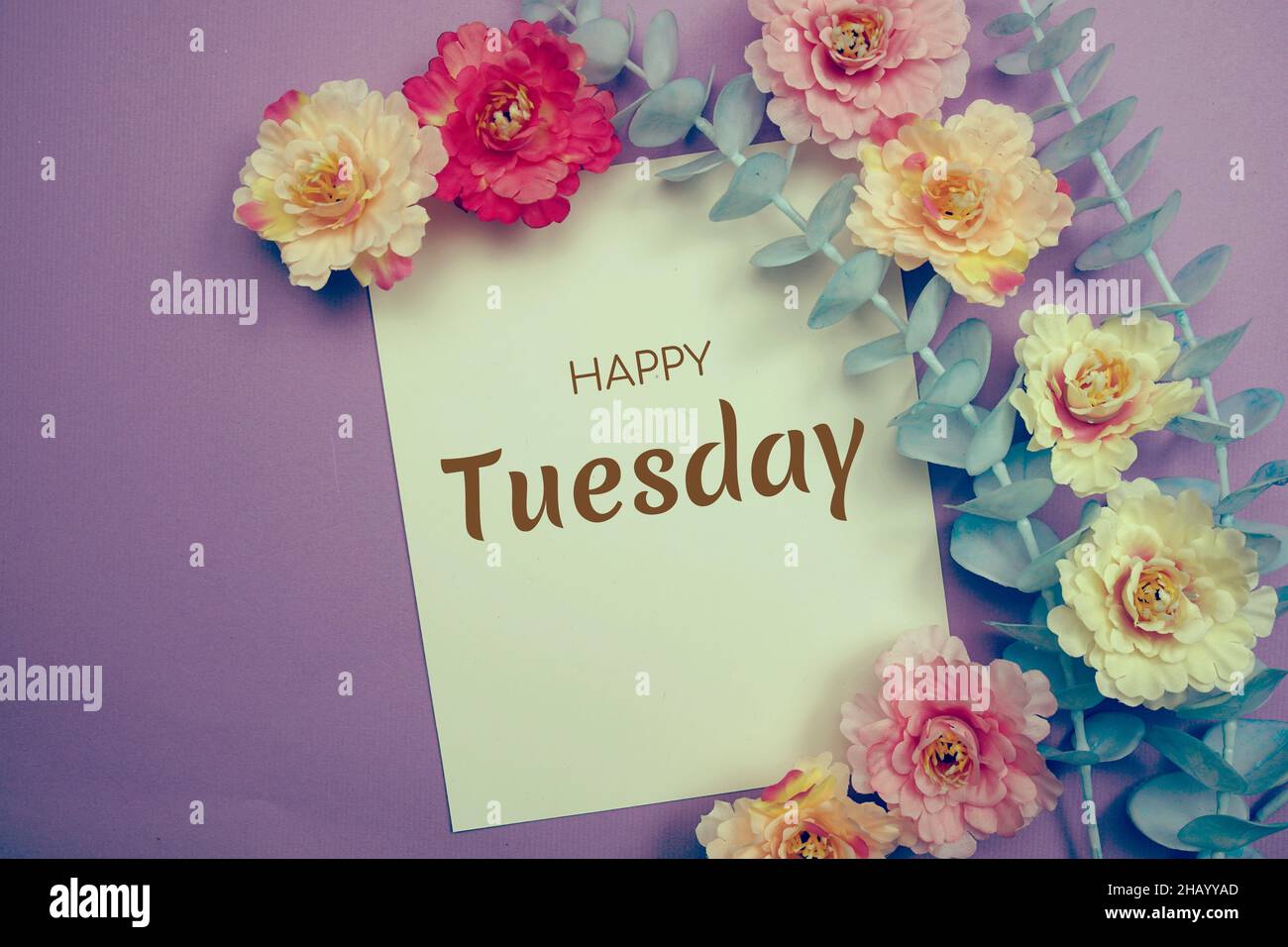 Happy Tuesday typography text and flower decorate on purple ...