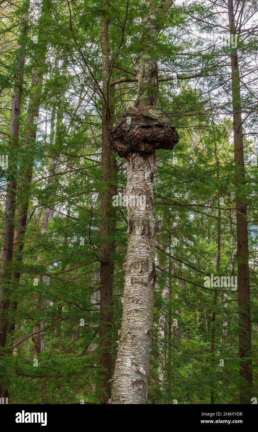 Large burl on a paper birch (betula papyrifera). The crown gall disease ...