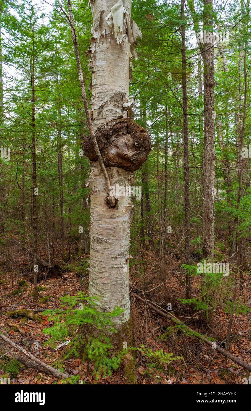 Large burl on a paper birch (betula papyrifera). The crown gall disease ...