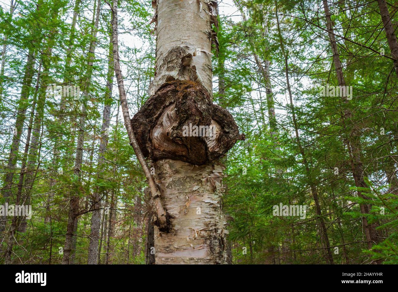 Large burl on a paper birch (betula papyrifera). The crown gall disease