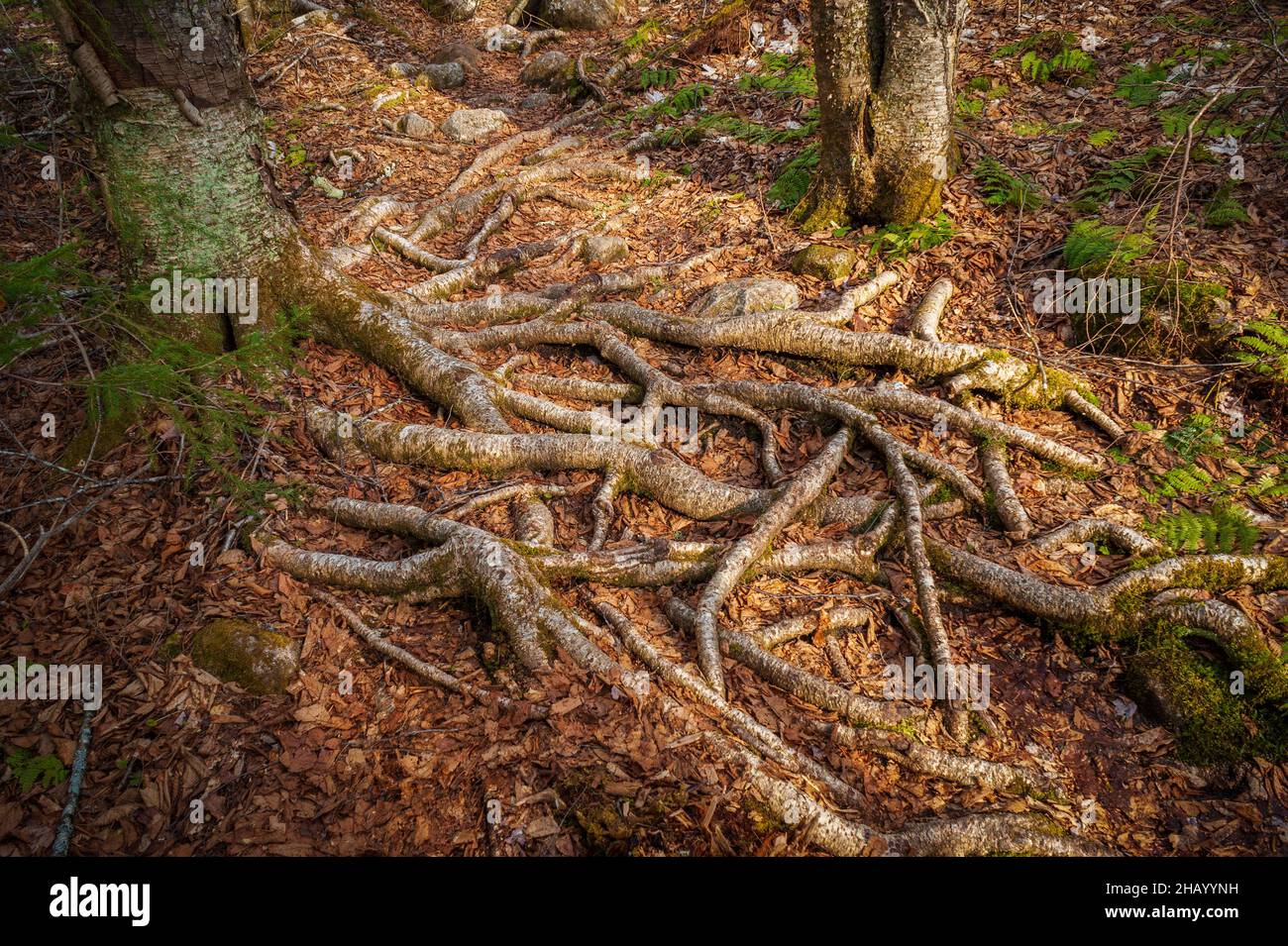 Forest floor with exposed birch tree roots, leaf litter, moss and rocks