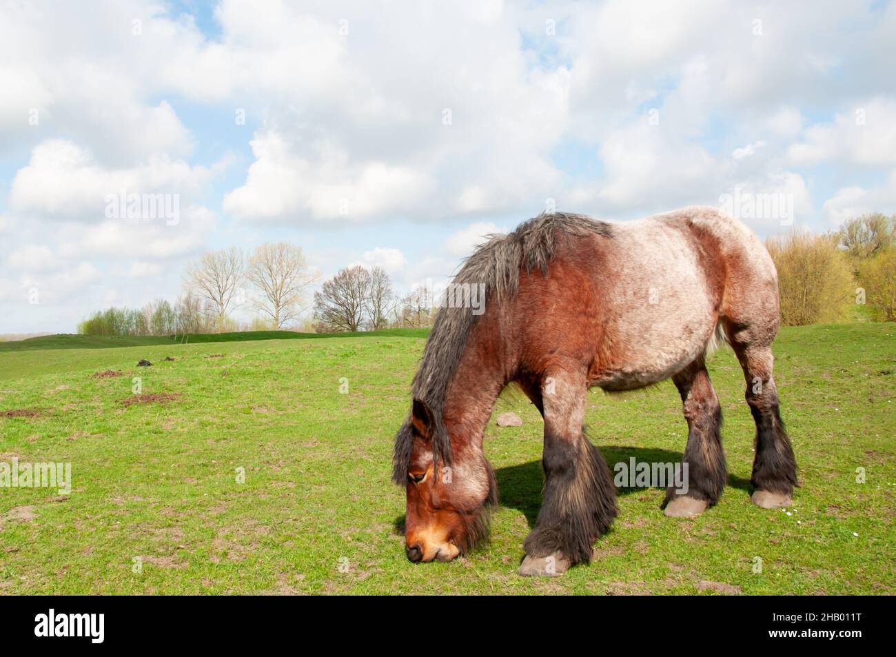 Belgian stallion hi-res stock photography and images - Alamy