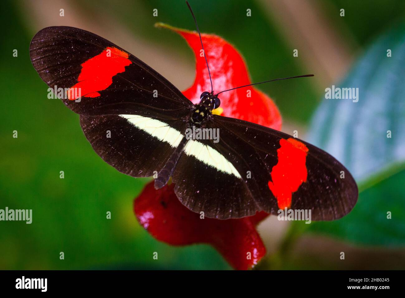 The beautiful butterfly, The Postman, Heliconius erato petiverana, in the rainforest of Soberania national park, Republic of Panama, Central America. Stock Photo