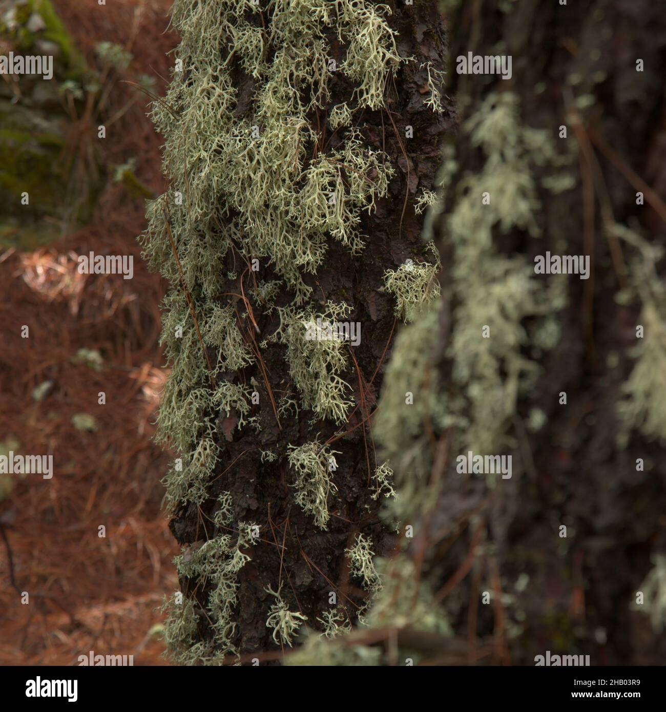 Tree lichens on the trunks in Central Gran Canaria, considered indicators of the purity of the air Stock Photo
