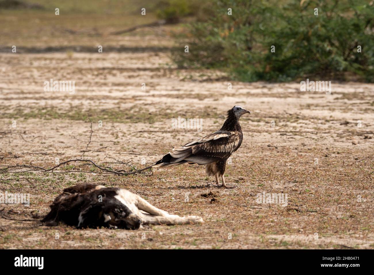 Egyptian vulture or Neophron percnopterus scavenging over dead carcass of feral dog at jorbeer conservation reserve or dumping yard at bikaner india Stock Photo