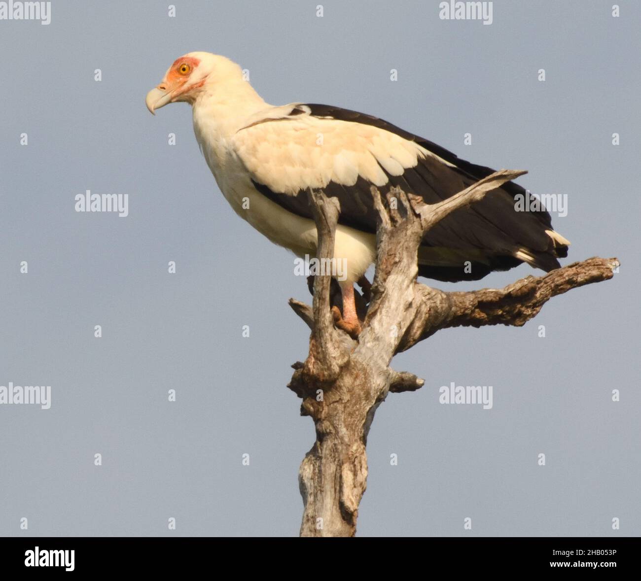 A palm-nut vulture (Gypohierax angolensis) also known as  vulturine fish eagle in a tree above the Gambia River. Janjanbureh, The Republic of the Gam Stock Photo