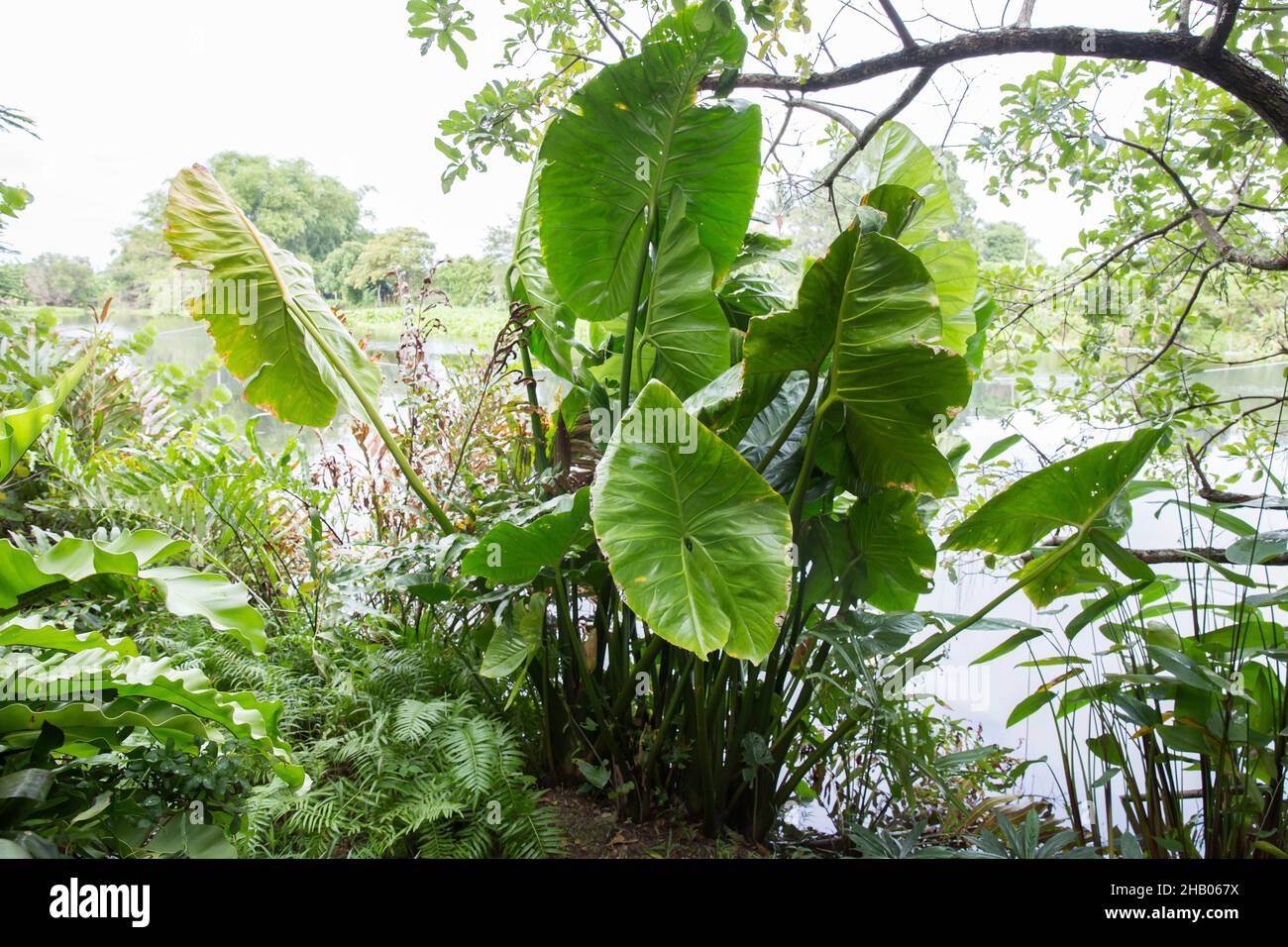 Elephant Ear plant growing in a tropical garden, focus selective Stock Photo Alamy