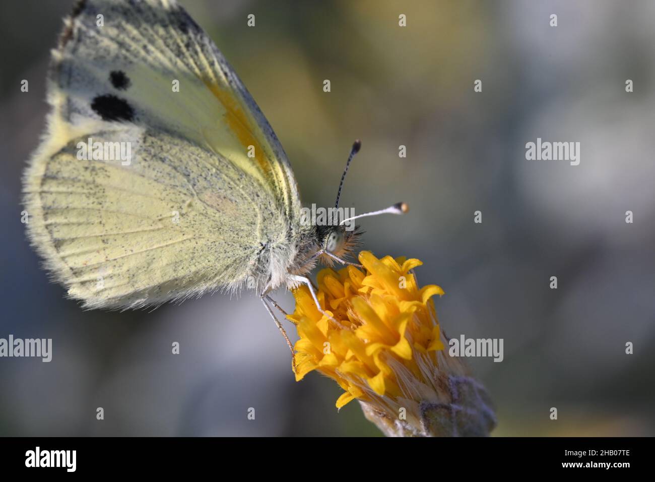 Shallow focus of Dainty sulphur on a yellow flower Stock Photo