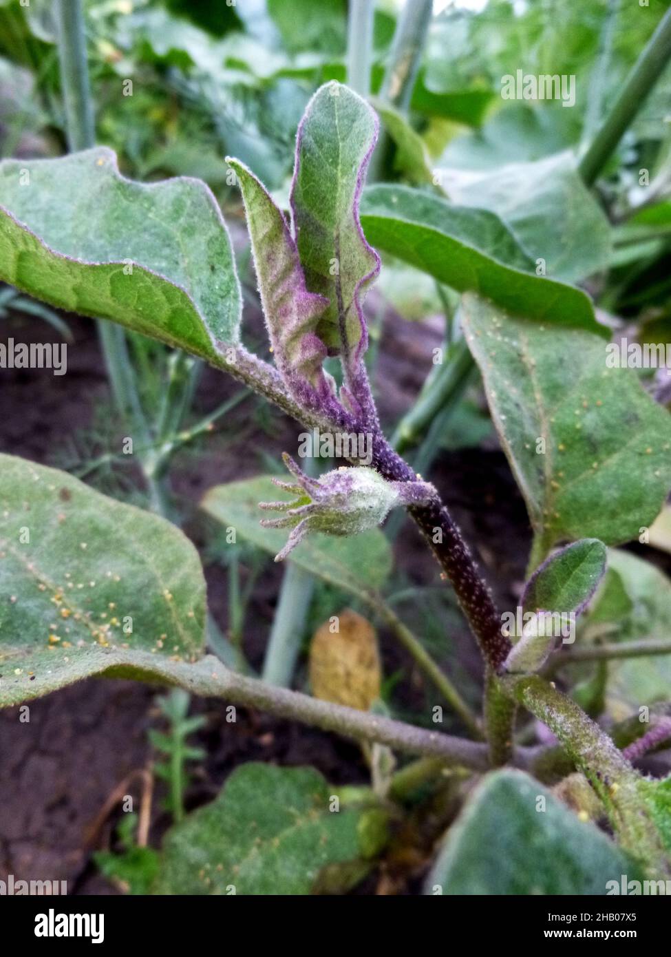 Closeup of eggplant flowers bud in the garden Stock Photo Alamy