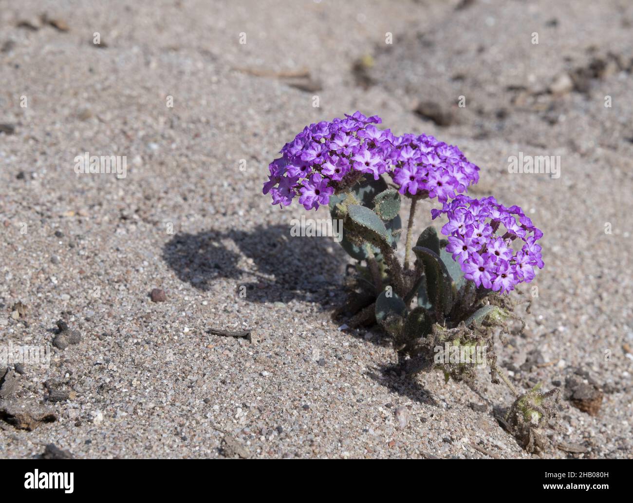Of a desert sand verbena flower Stock Photo