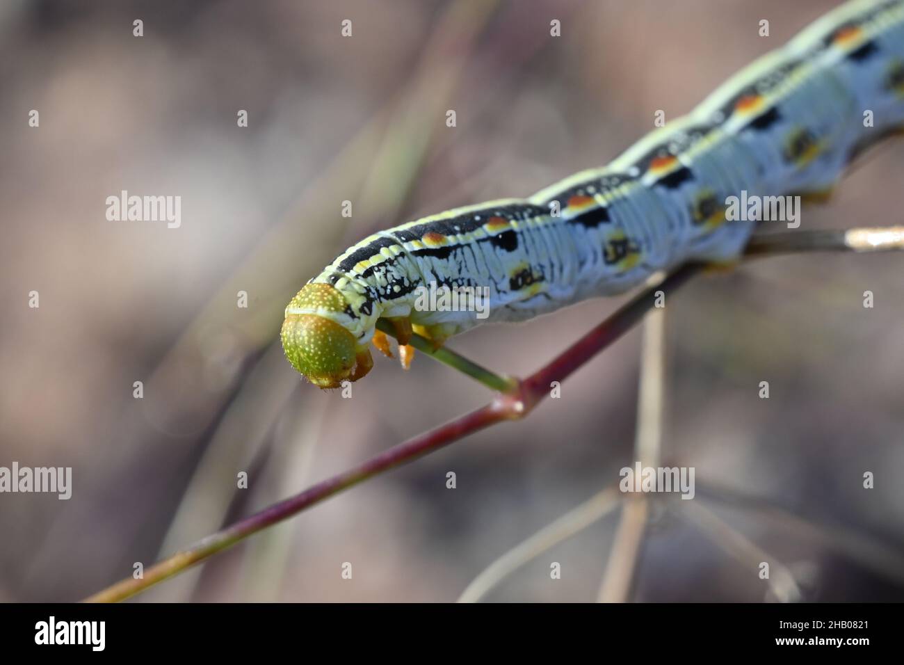 Shallow focus of White-lined Sphinx caterpillar on a plant branch Stock ...