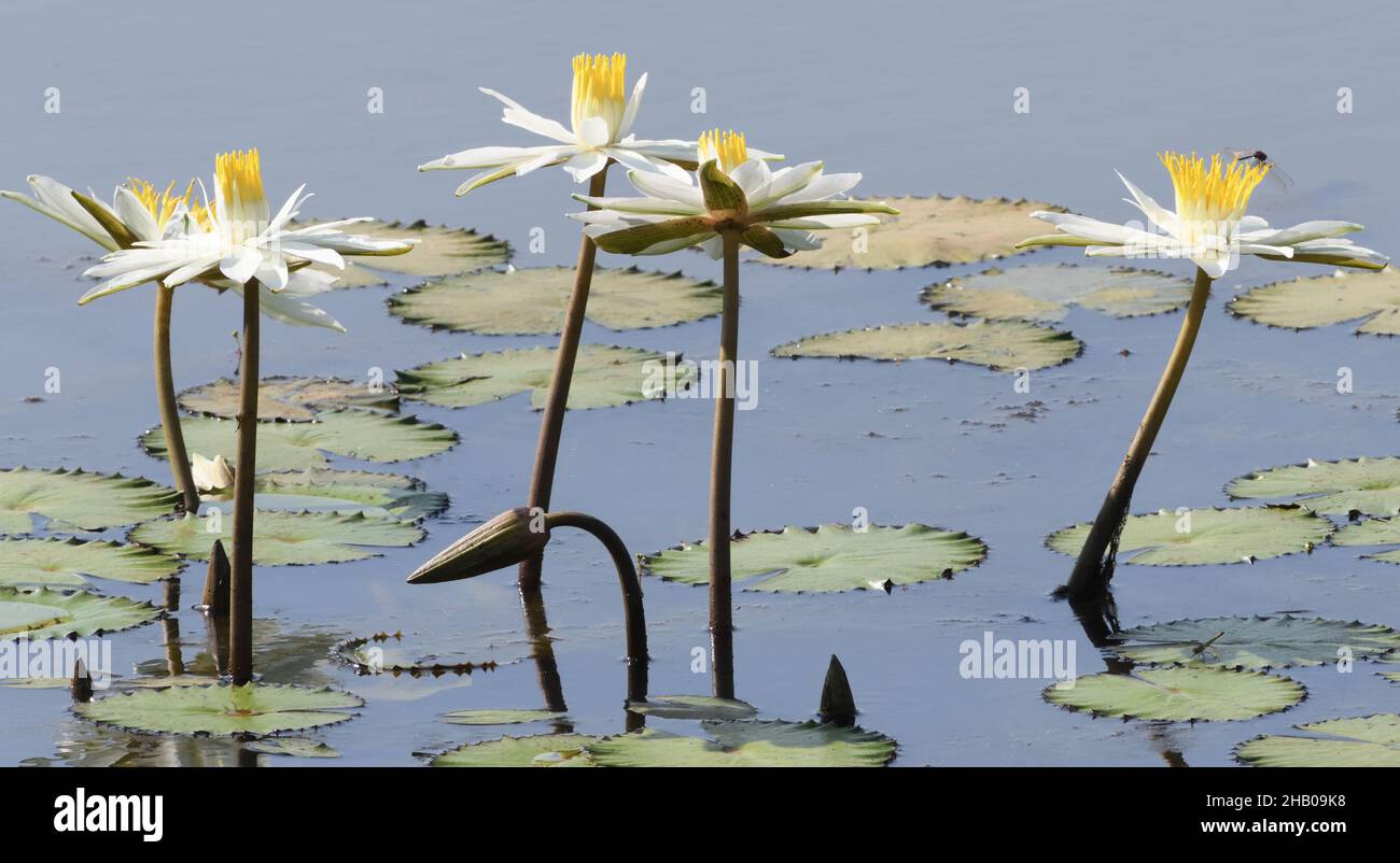 A dragon fly approaches white flowered water lilies (Nymphaea species) grow in a pond near Kuntaur. Kuntaur, The Republic of the Gambia., Stock Photo