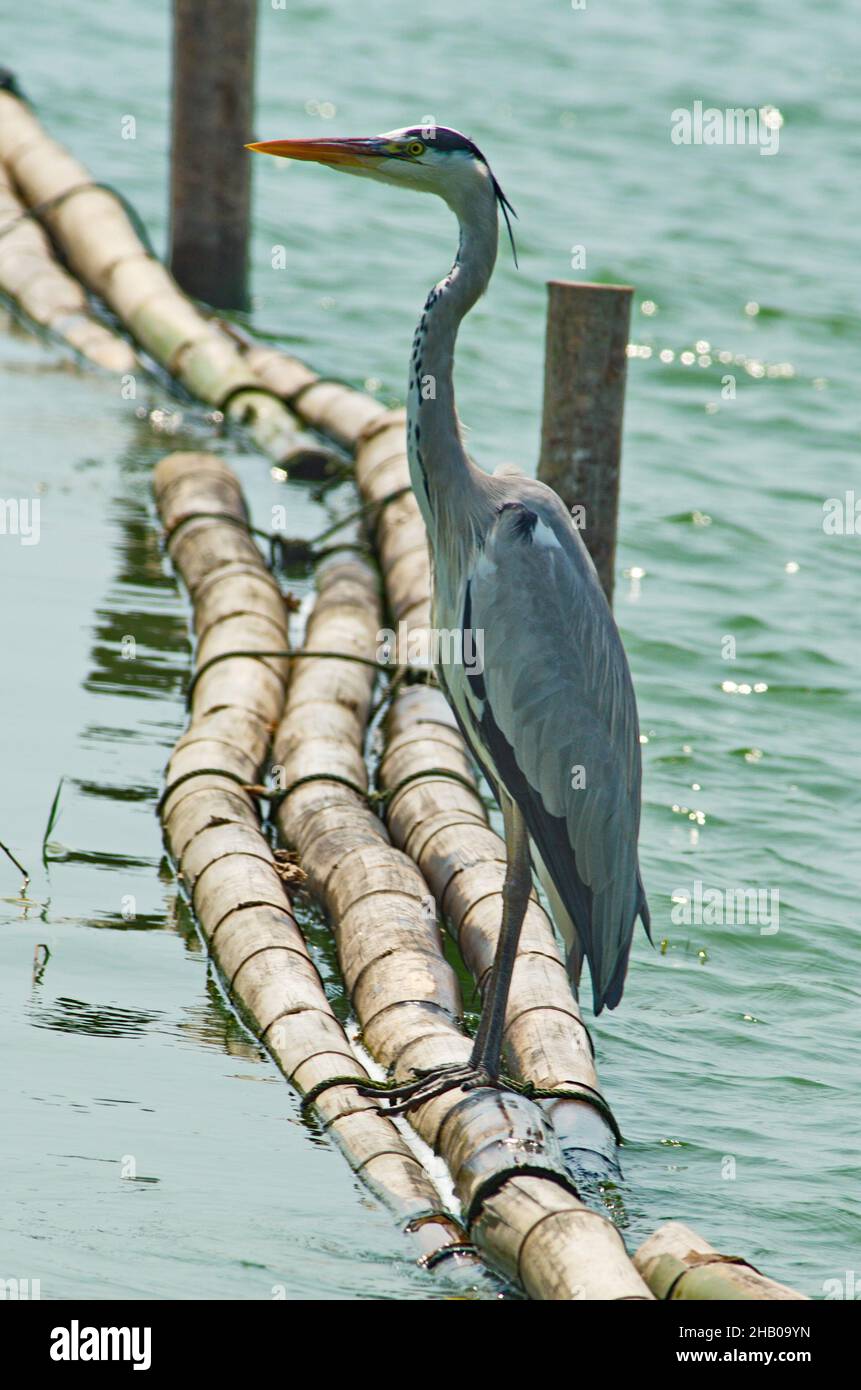 herons and storks water birds Stock Photo