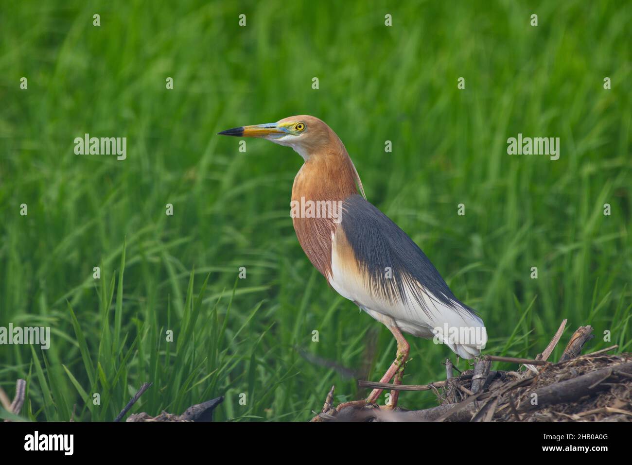 herons and storks water birds Stock Photo