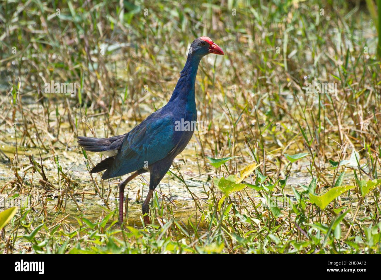 herons and storks water birds Stock Photo