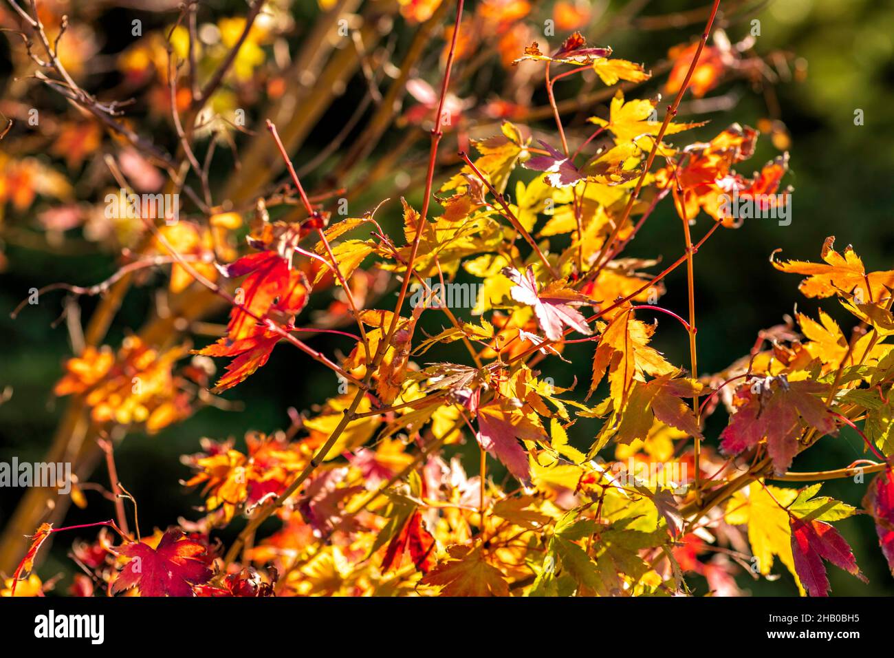 Autumn background. Plant with red and yellow leaves. Selective focus ...