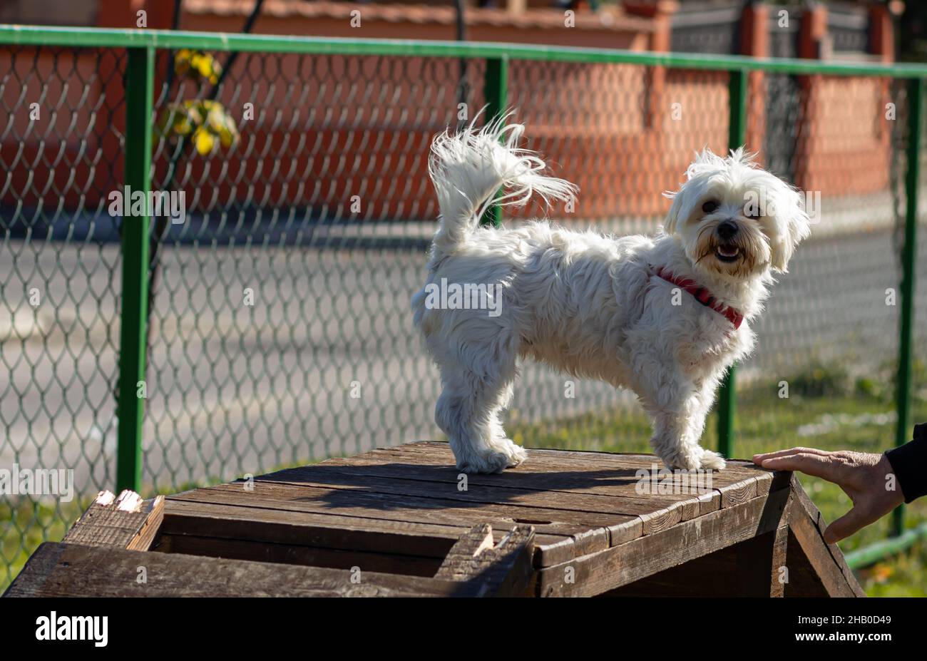 Smiling poodle dog sitting on a chair in the park Stock Photo - Alamy