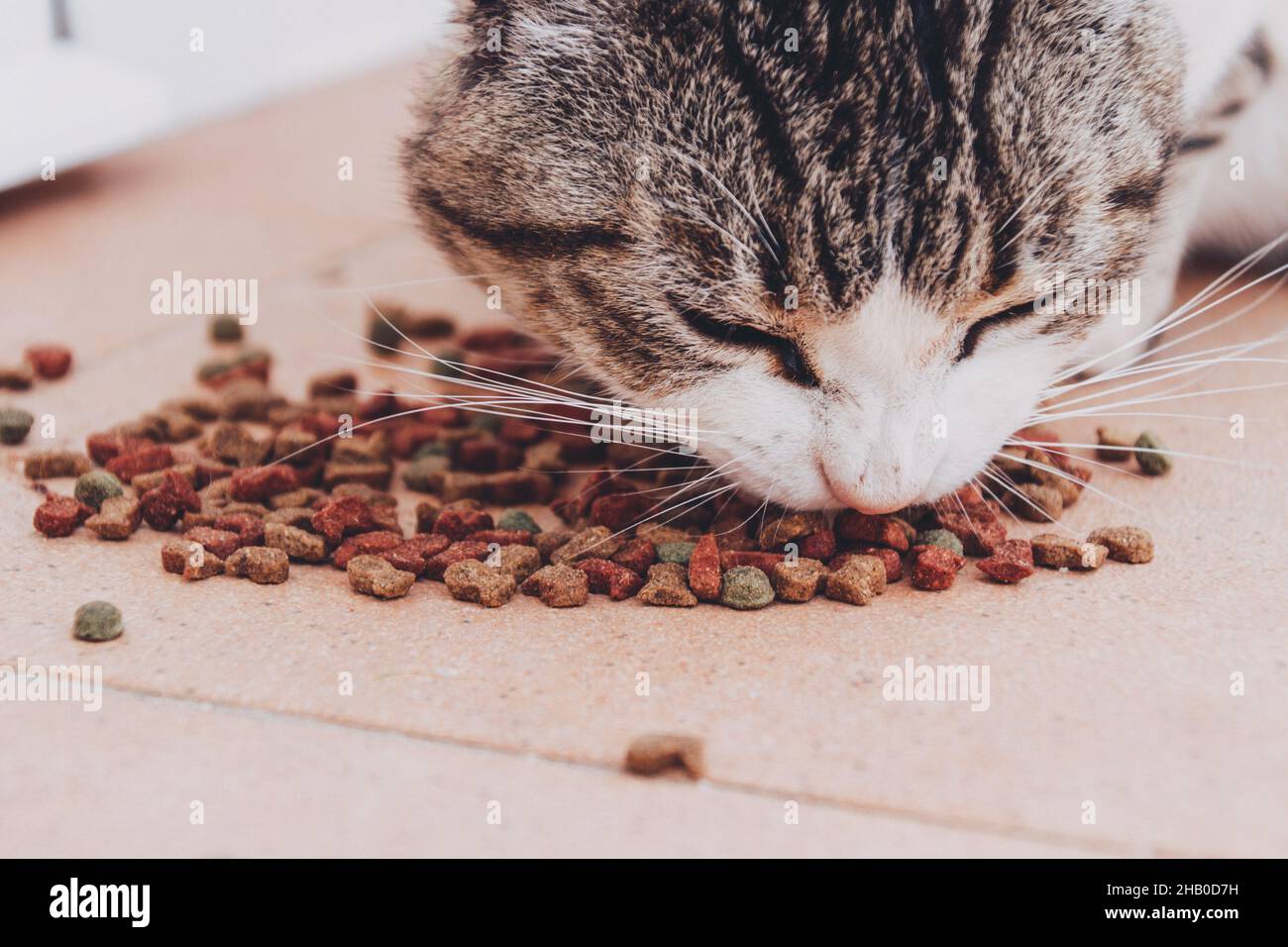 Little tabby cat eating his food Stock Photo Alamy