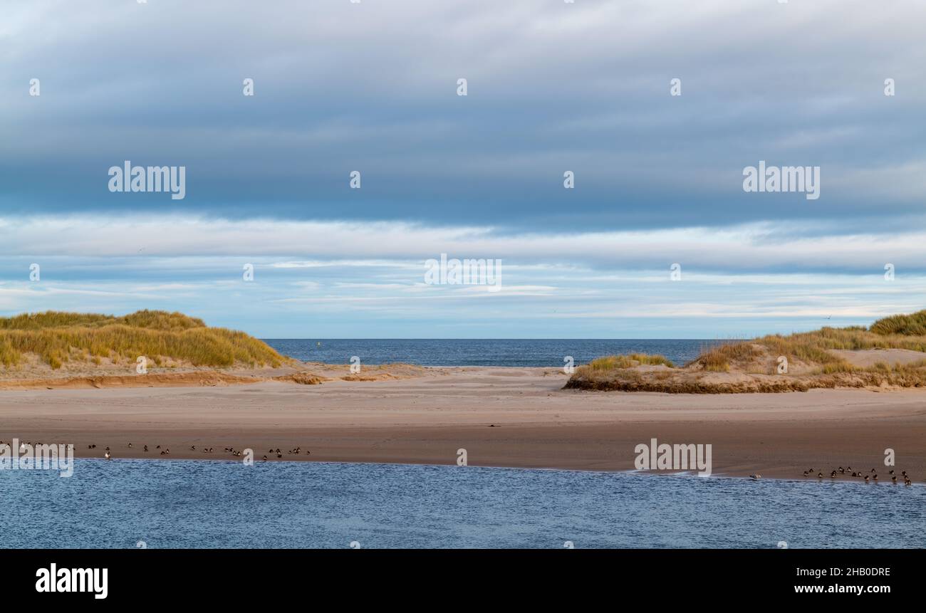 LOSSIEMOUTH, MORAY, SCOTLAND - 14 DECEMBER 2021: This is some of the wild bird scenes at the East Beach area of Lossiemouth, Moray, Scotland. Stock Photo