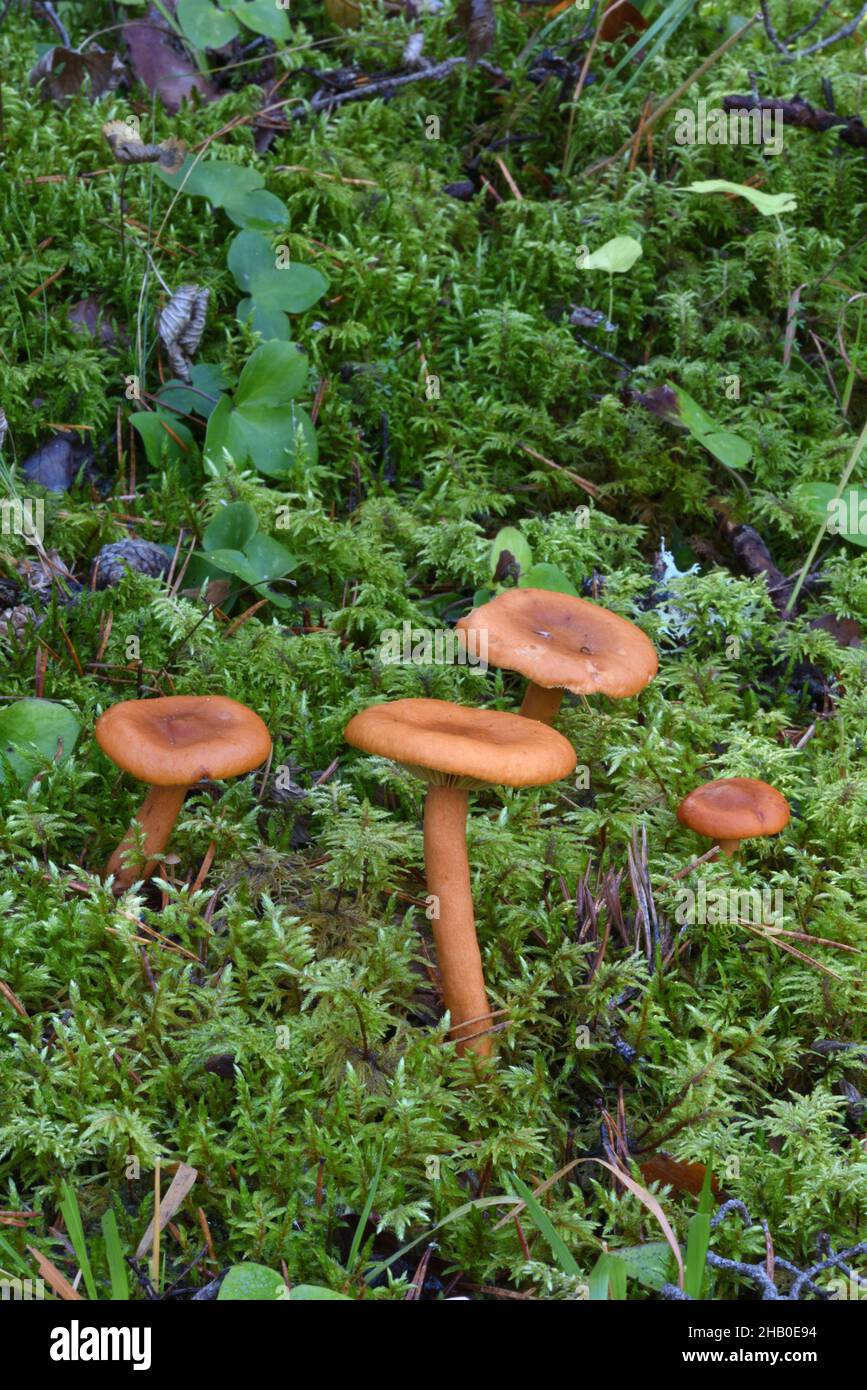 Group of Four Waxy Laccaria Mushrooms or Fungi, Laccaria laccata, aka The Deceiver Stock Photo