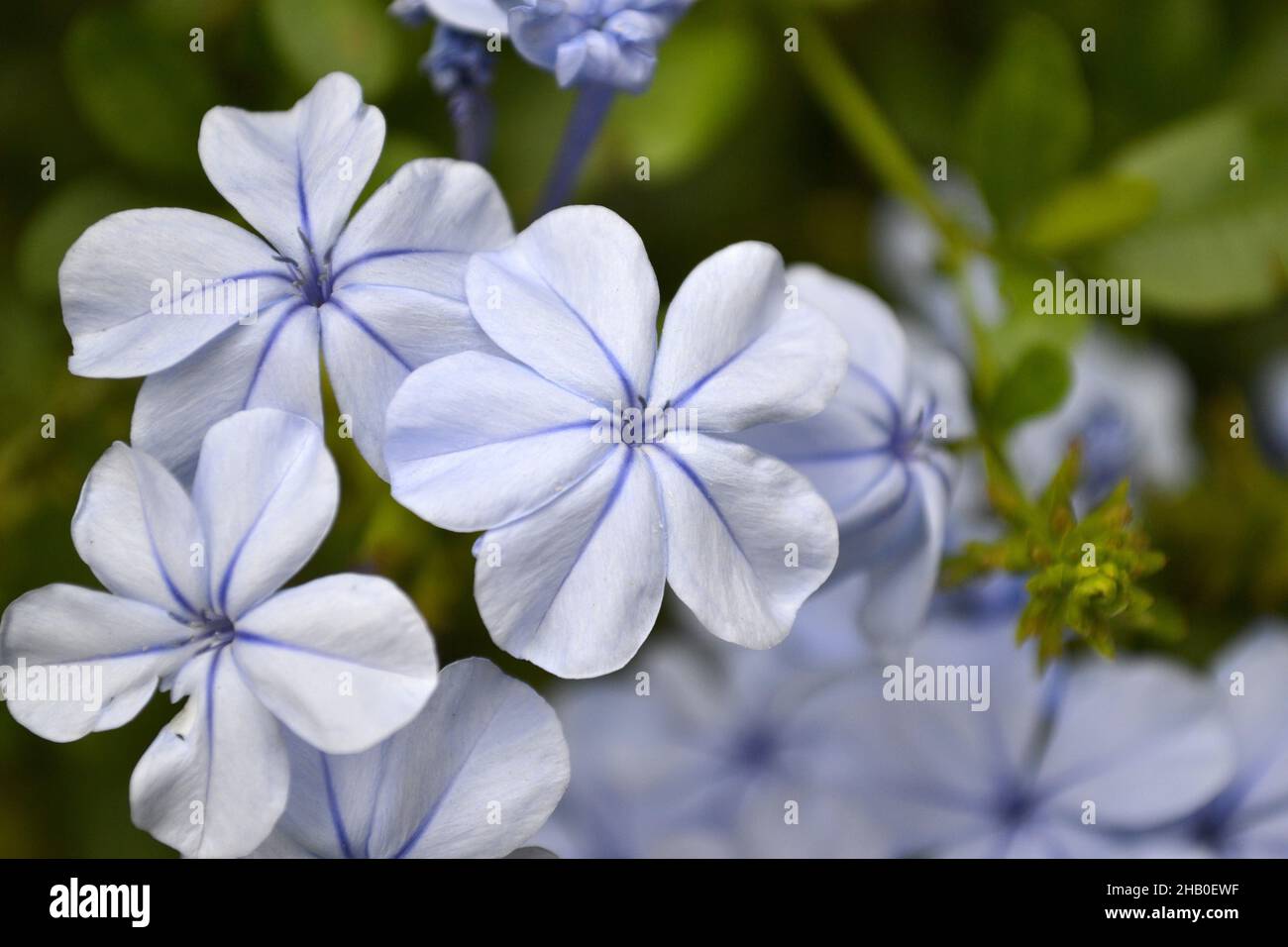 Closeup of Plumbago, leadwort. Species of flowering plants in the family Plumbaginaceae. Stock Photo