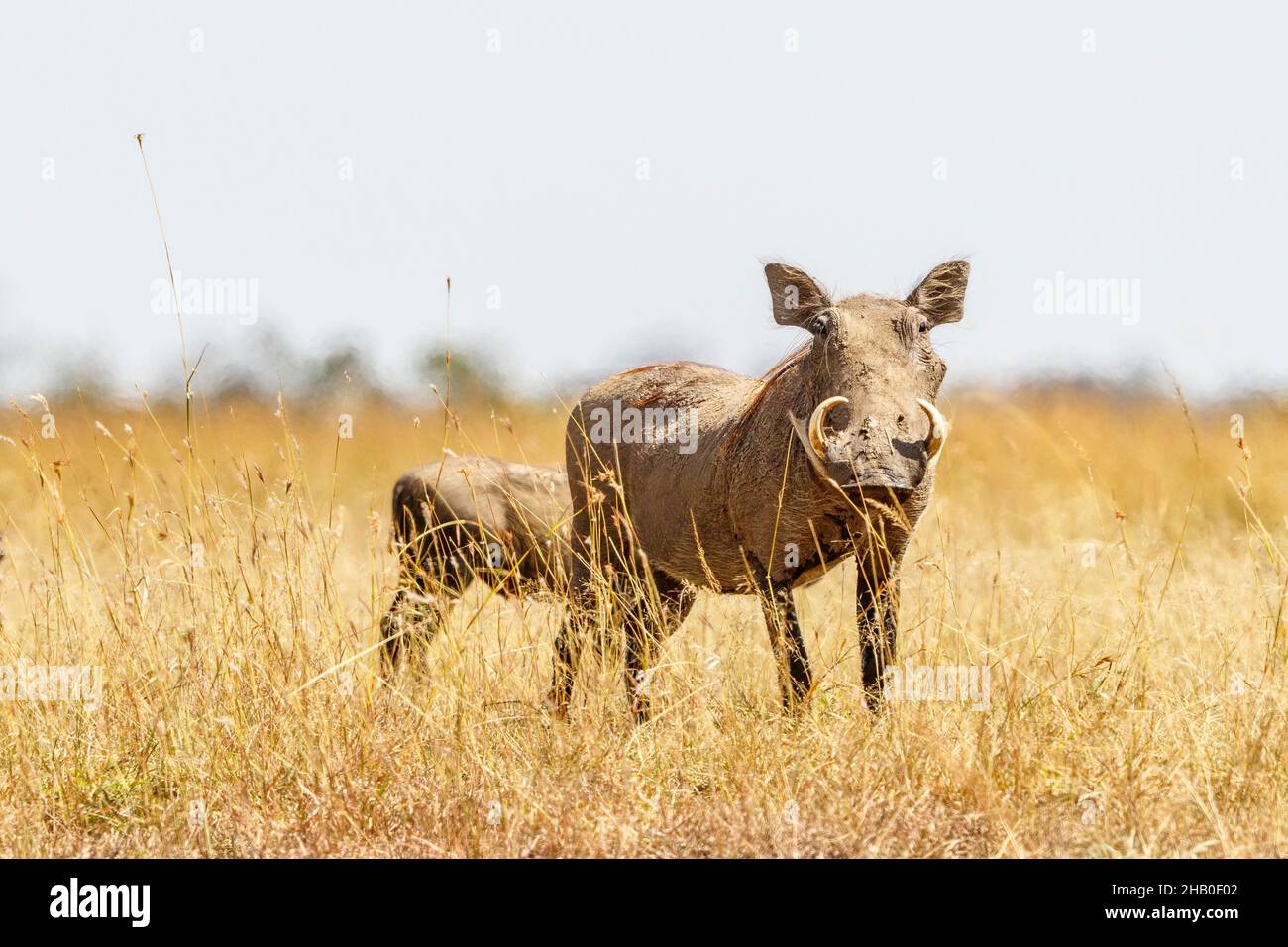 Warthog standing in the high grass on the savanna Stock Photo