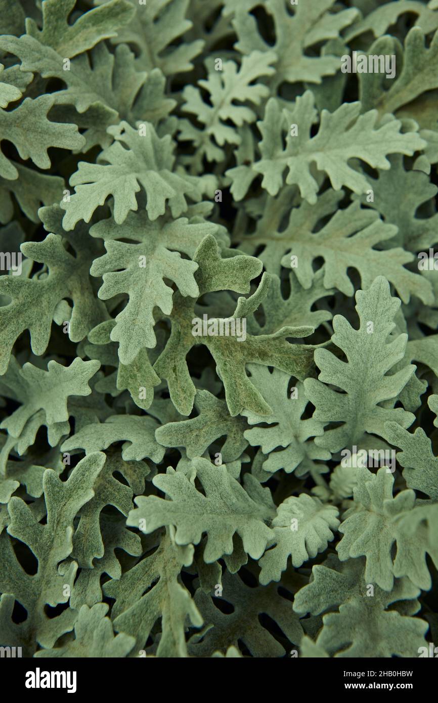 Centaurea cineraria green leaves plant textured background. Nature garden Stock Photo