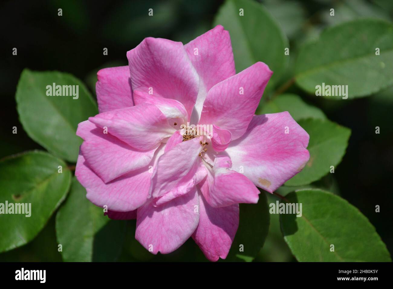 Closeup of the pink rose in the garden Stock Photo - Alamy