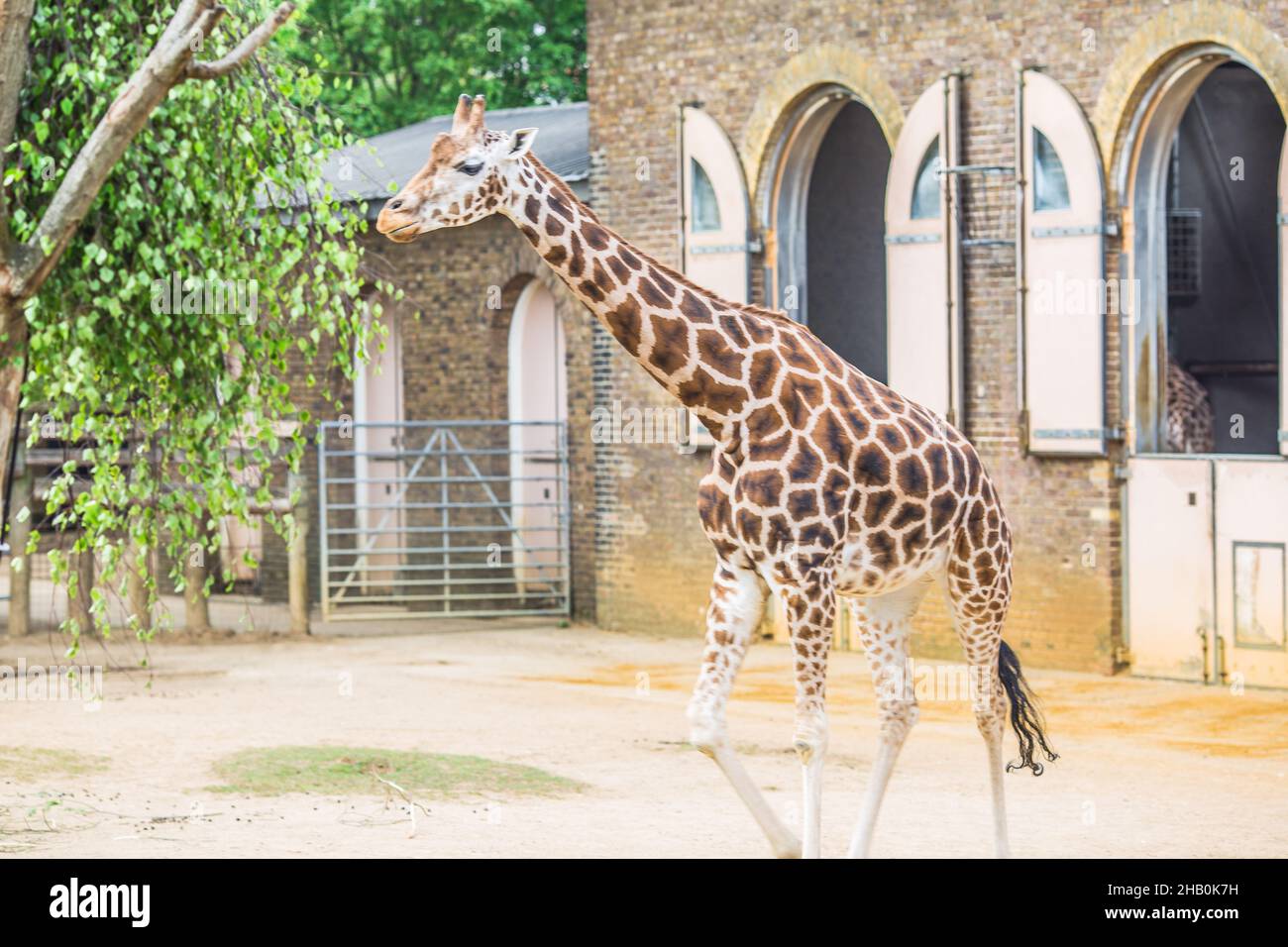 Beautiful giraffes at London Zoo,ZSL London Zoo Stock Photo Alamy