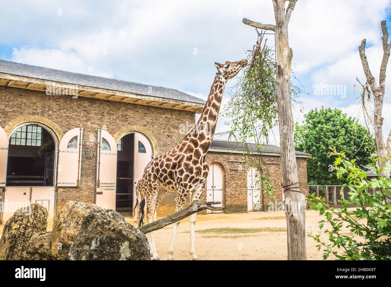 Beautiful giraffes at London Zoo,ZSL London Zoo Stock Photo Alamy
