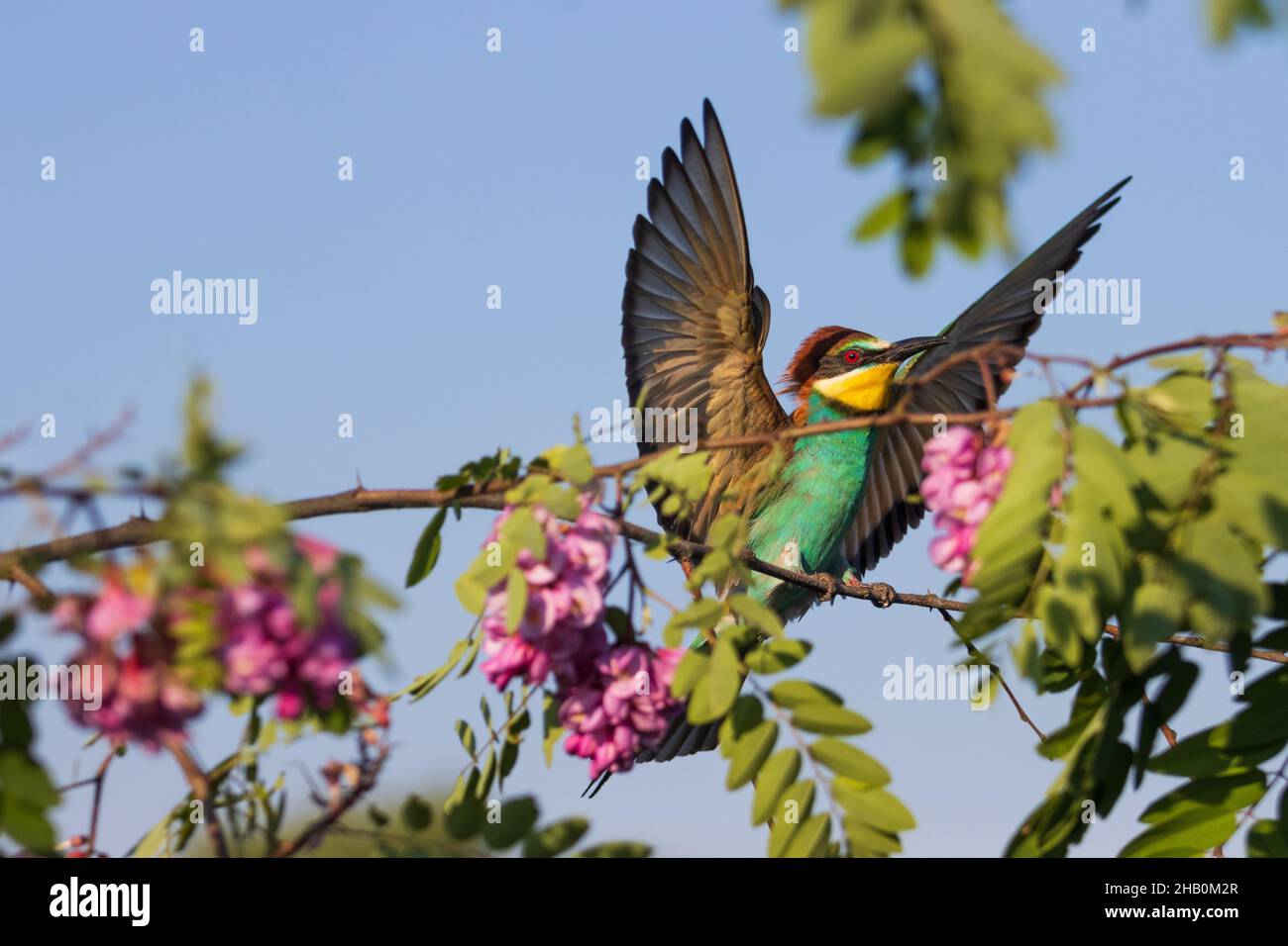 beautiful wild bird spread its wings Stock Photo Alamy
