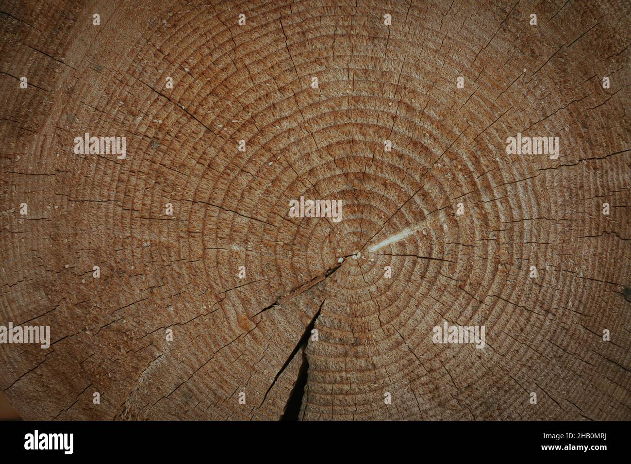 Wood cross section texture all over background Stock Photo - Alamy