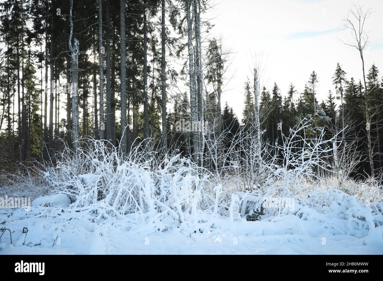 Mountain forest with snow in sunny winter day Stock Photo