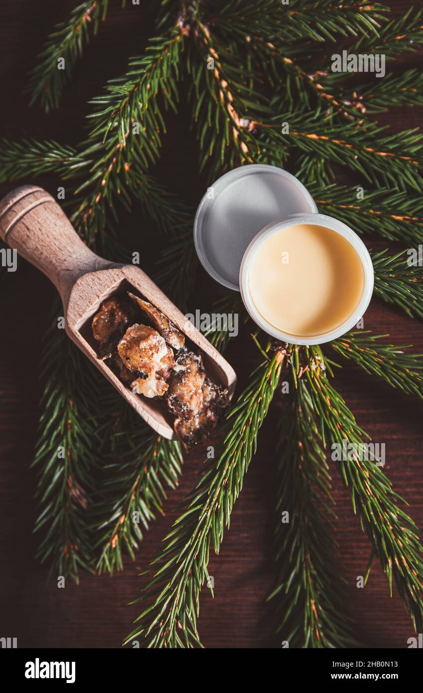 Spruce tree Picea abies herbal medicinal resin lotion in jar and pieces on wood spoon, decorated with fresh spruce branches. Using spruce resin. Stock Photo