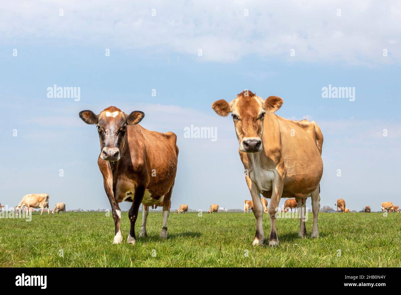 young jersey cow standing in grassy meadow Stock Photo - Alamy