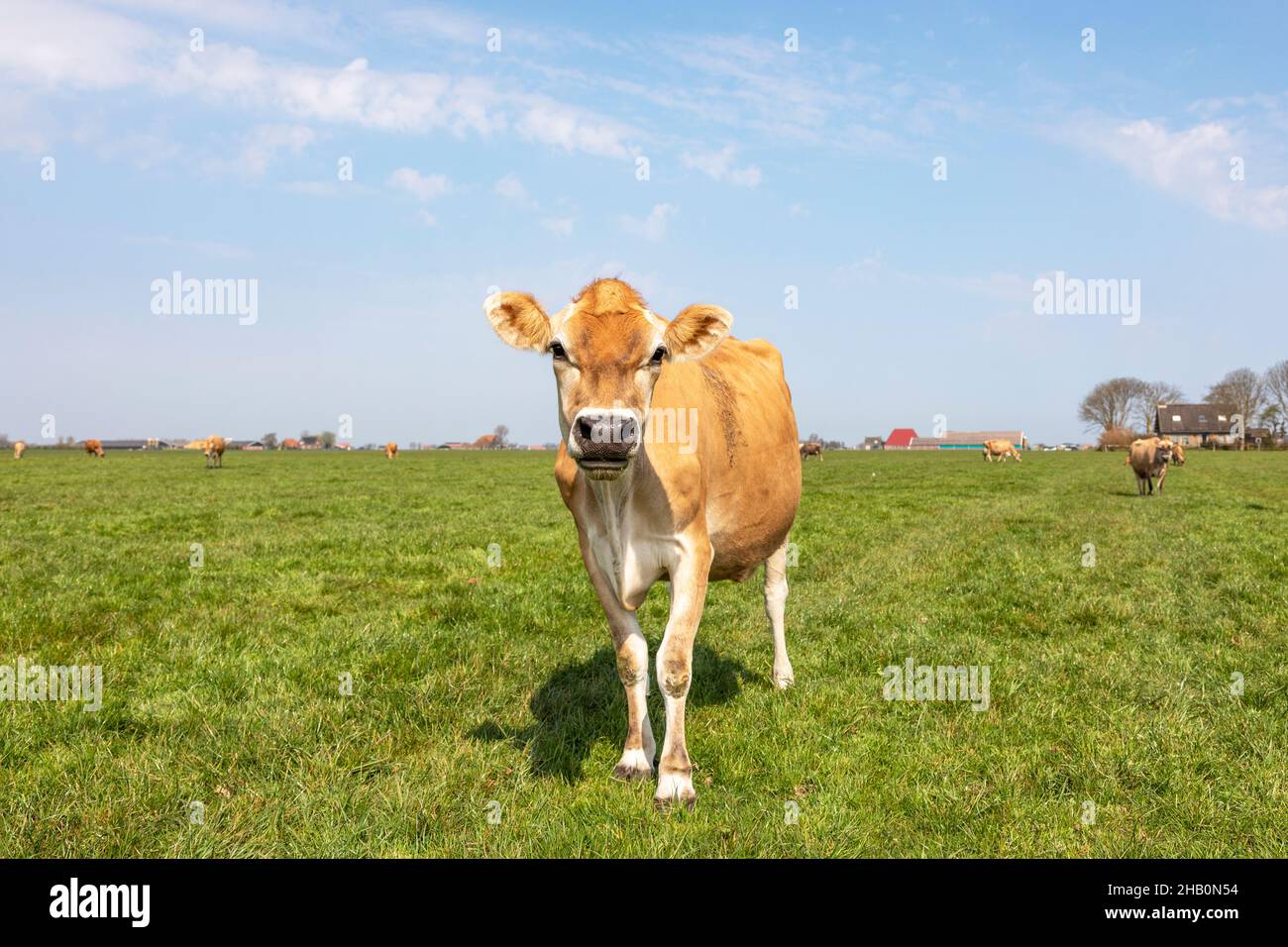 Jersey cow, black nose and calm pretty face, cows in the background