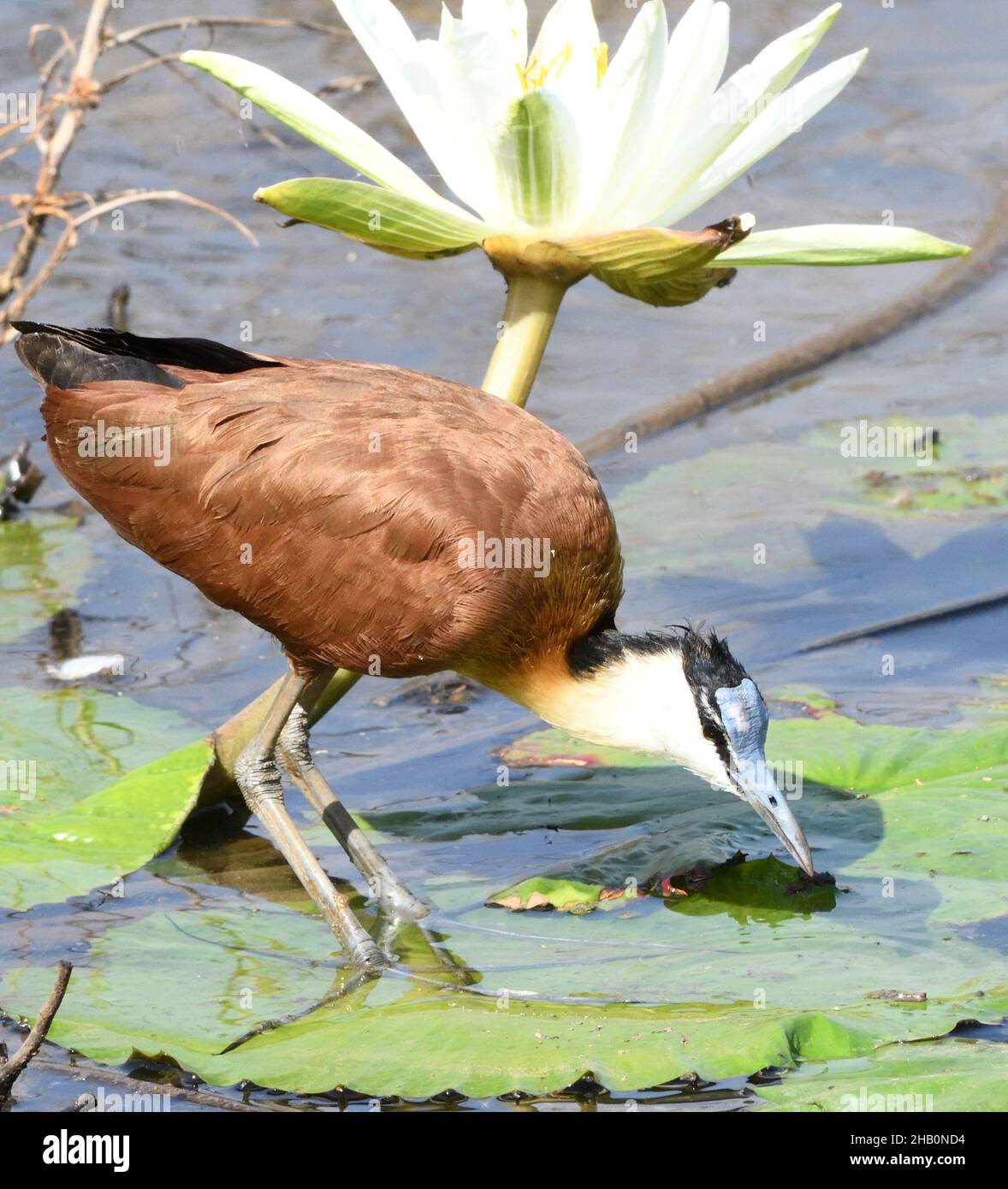 An African jacana (Actophilornis africanus) looking for invertebrate food uses its extraordinarily long toes to spread its weigh as it walks across wa Stock Photo