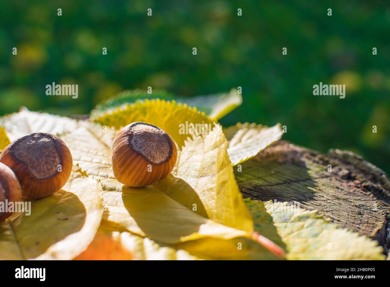 Hazelnuts Among Fall Colored Leaves In The Forest Enlightened by Sunset Stock Photo