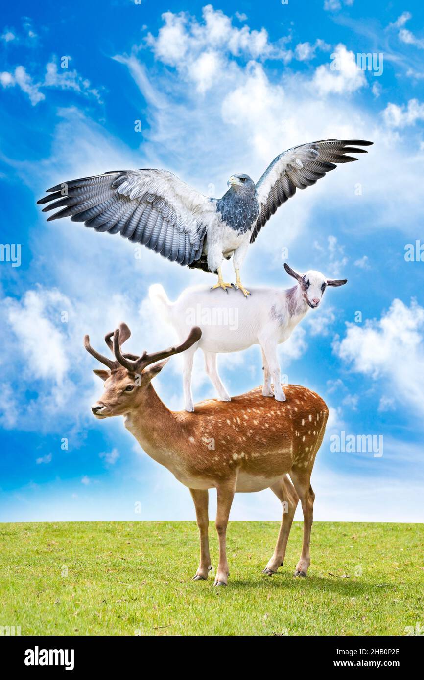 Funny collage of three animals (deer, eagle and goat) standing in trick acrobatic pyramid. Stock Photo