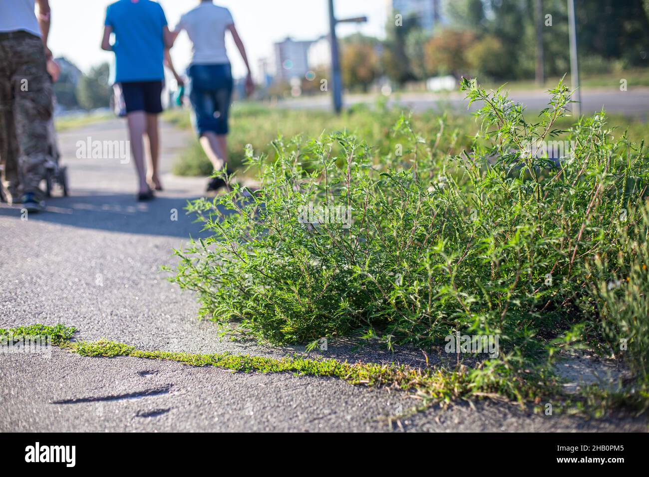 Ragweed bushes. Ambrosia artemisiifolia dangerous allergycausing plant